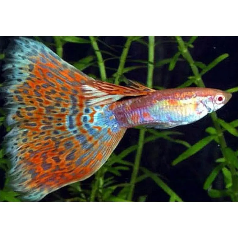 Guppy triangle