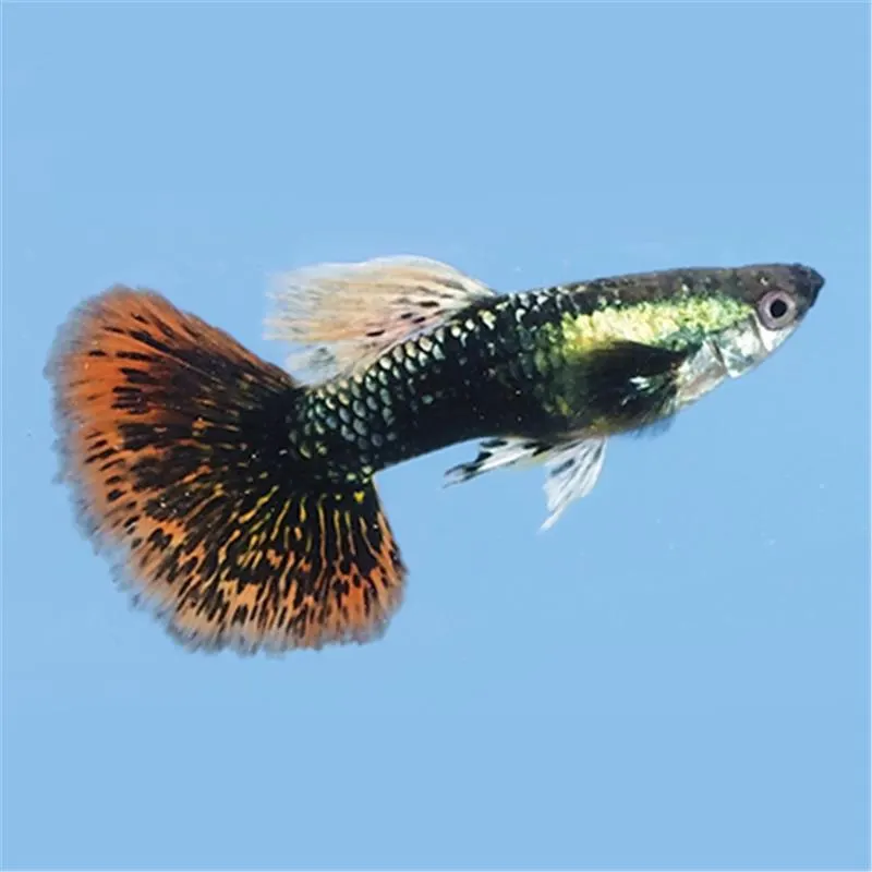 Guppy tuxedo red dragon