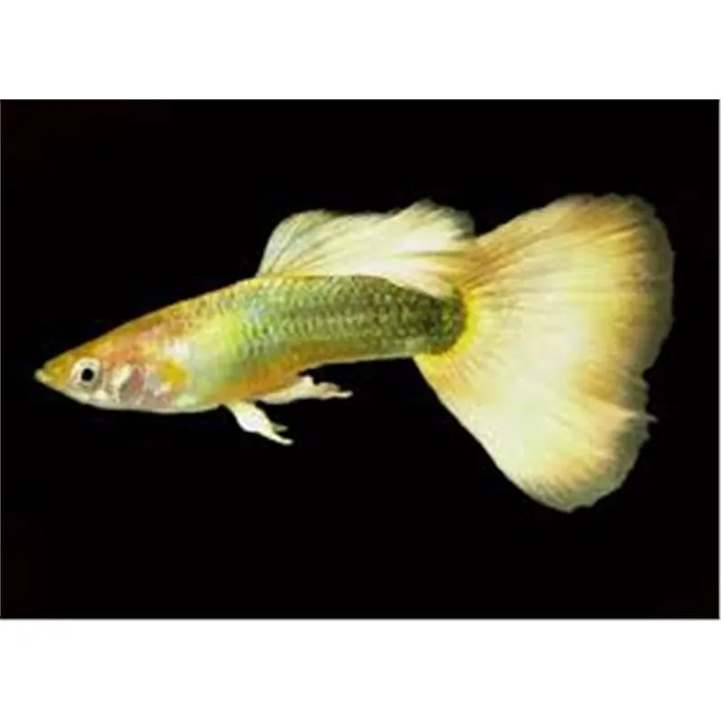 Guppy yellow