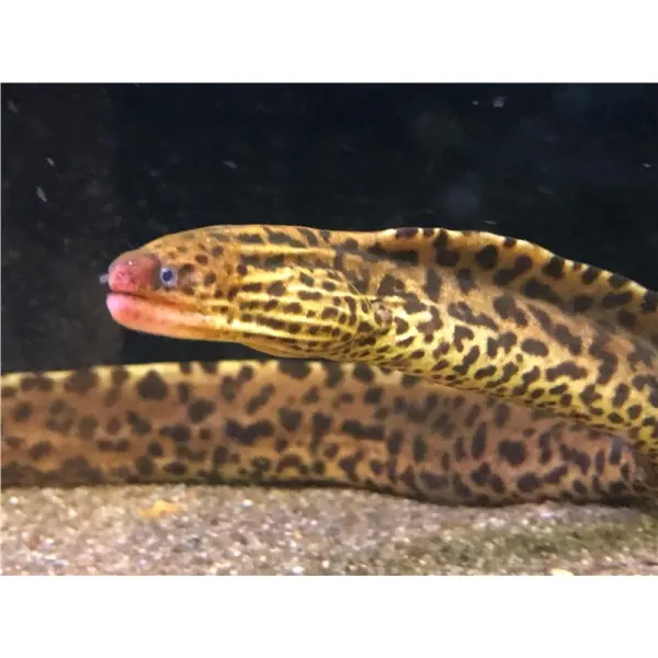 Gymnothorax polyuranodon 20 - 25 cm