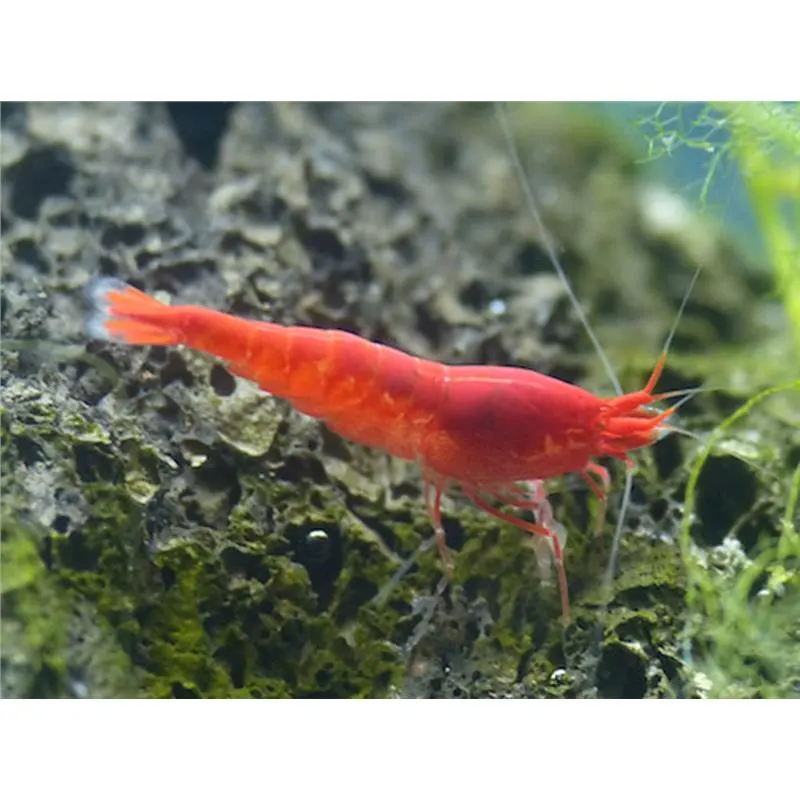 Halocaridina rubra (brackish water)