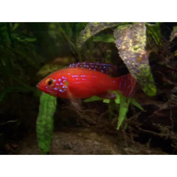 Hemichromis guttatus