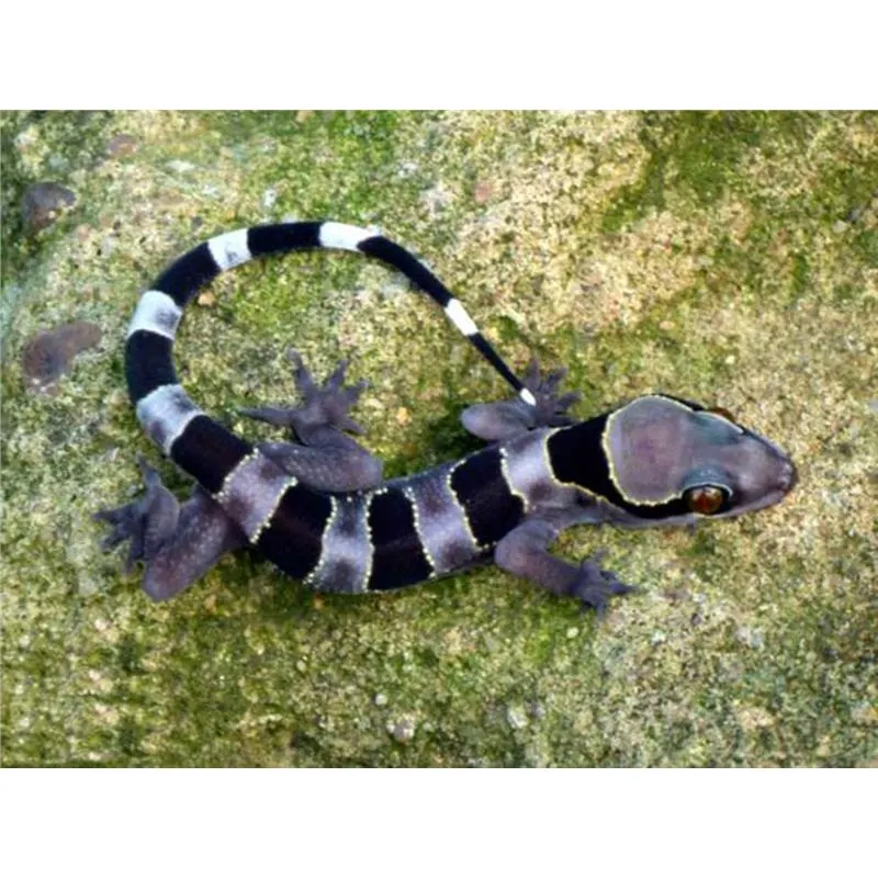 Hemidactylus fasciatus