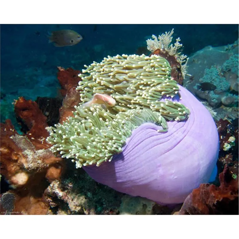 Heteractis magnifica XL