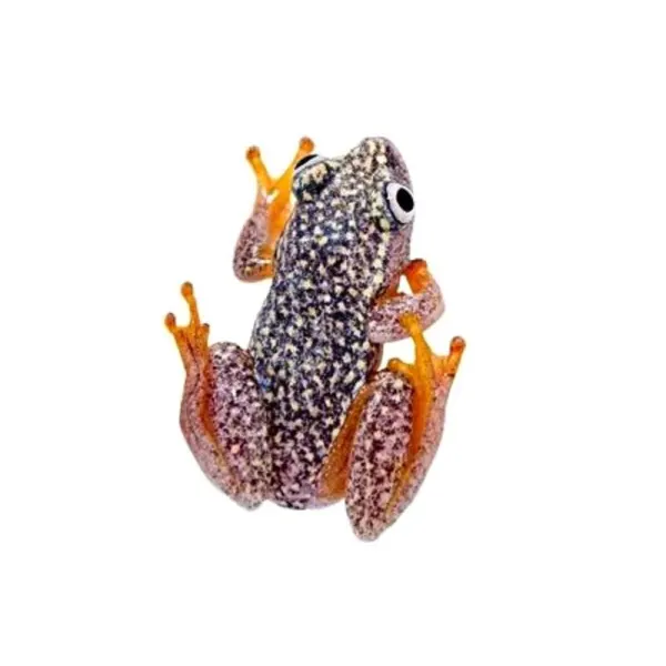 Heterixalus / alboguttatus  Whitebelly Reed Frog