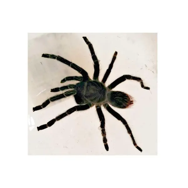 Hispaniolan Giant Tarantula