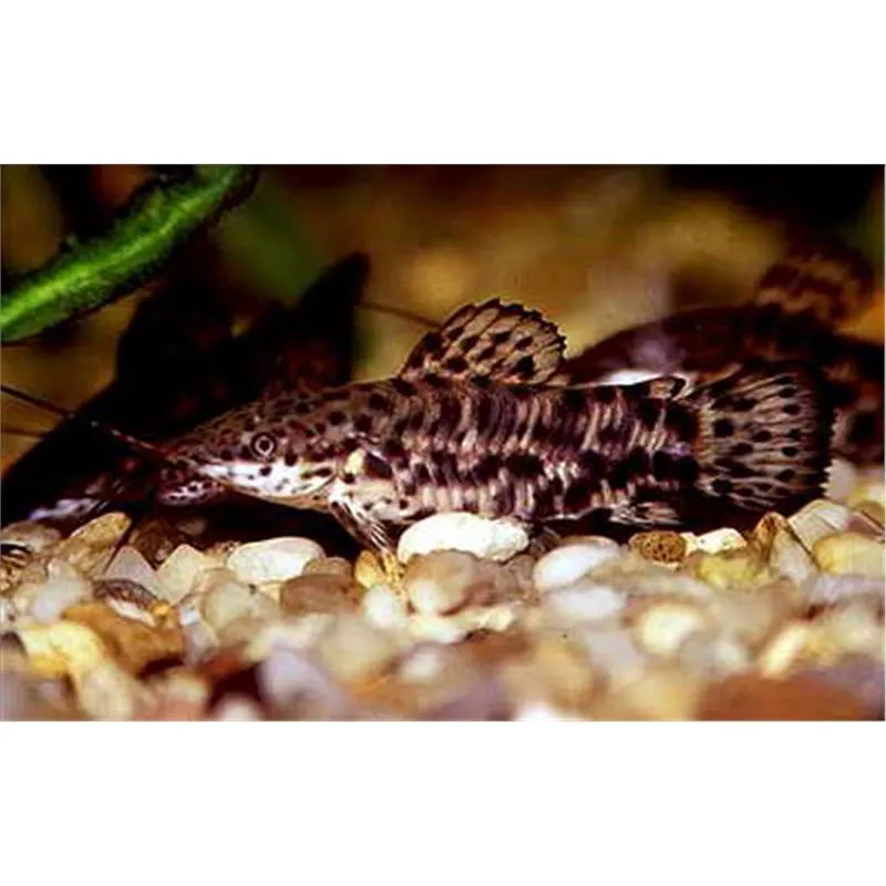 Hoplosternum Thoracatum