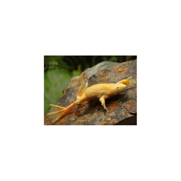 Hymenochirus curtipes gold