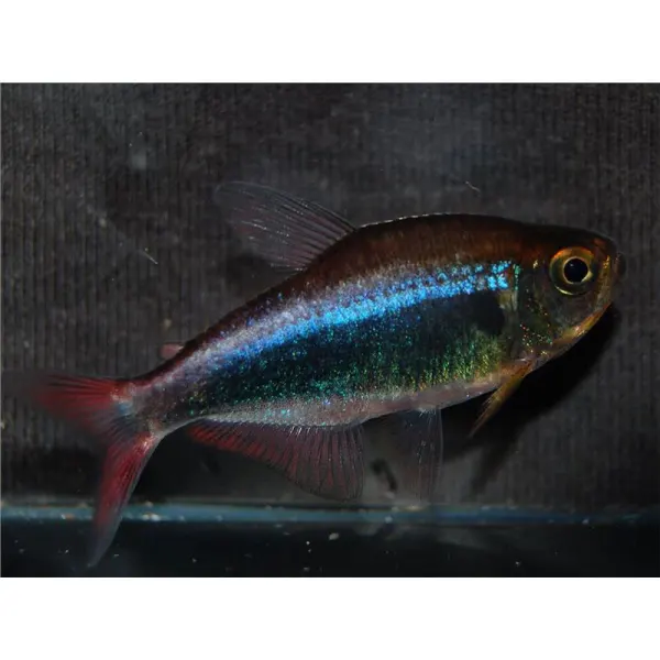 Hyphessobrycon bleeding blue