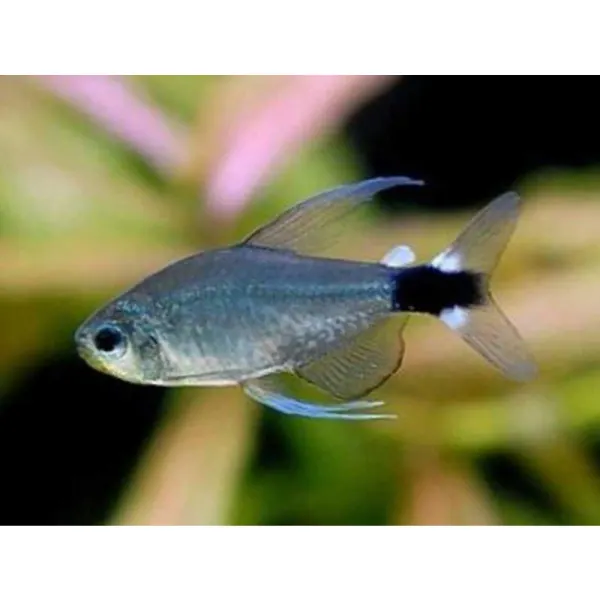 Hyphessobrycon elachys