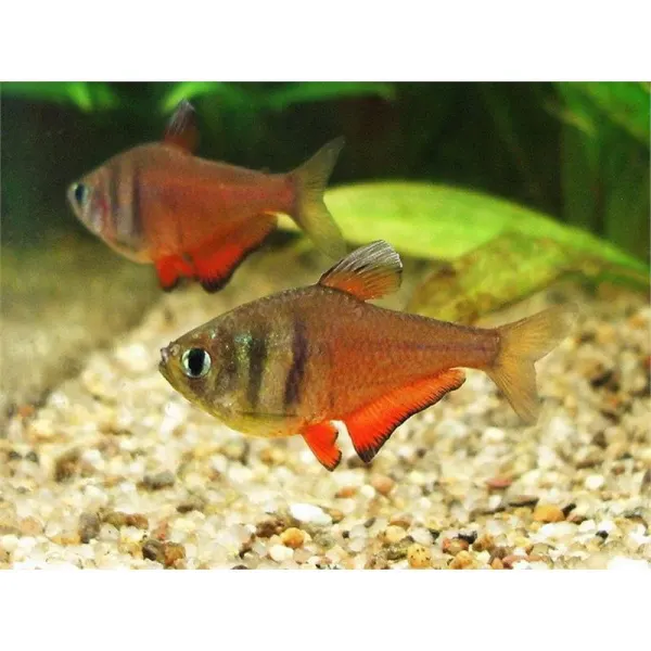Hyphessobrycon flammeus