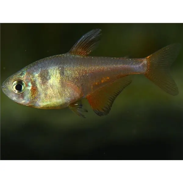 Hyphessobrycon flammeus diamant