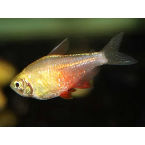 Hyphessobrycon flammeus orange