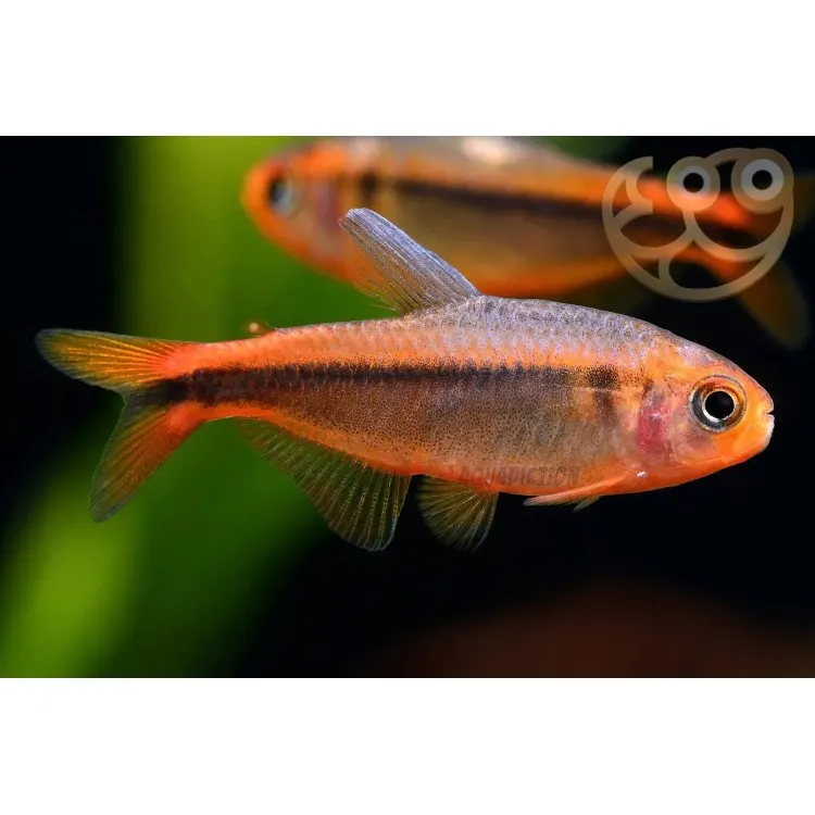 Hyphessobrycon myrmex (Fire Ant Tetra)