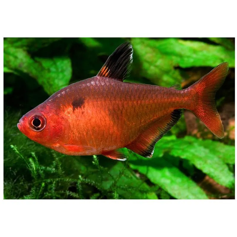 Hyphessobrycontcallistus