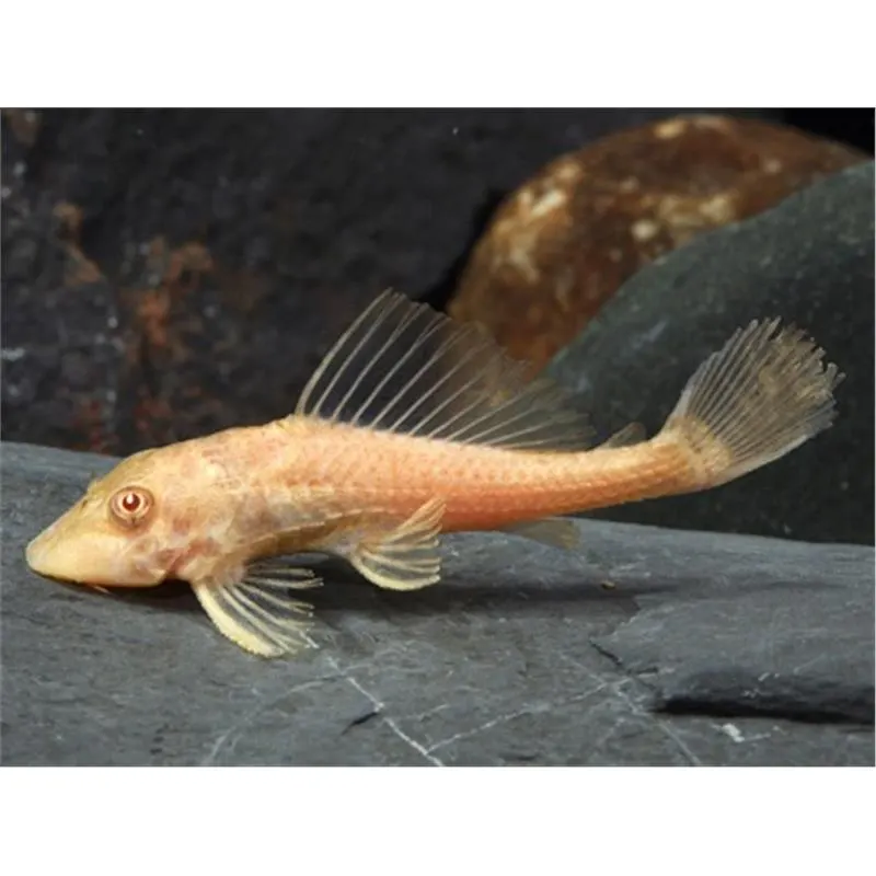 Hypostomus plecostomus gold