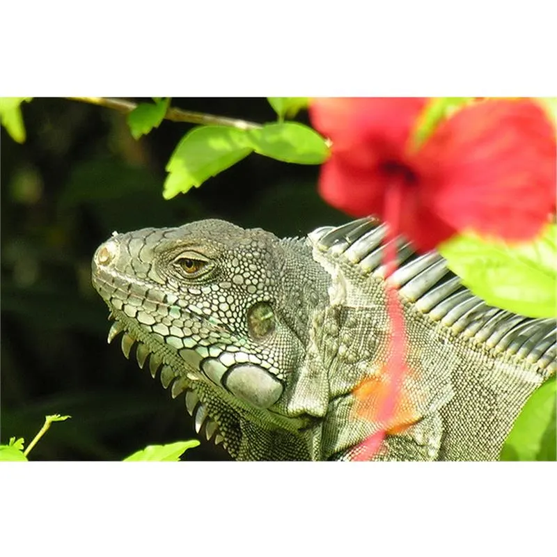 Iguana verde (Iguana iguana)
