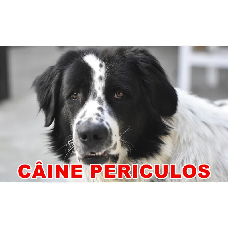 Indicator caine periculos Ciobanesc Belgian