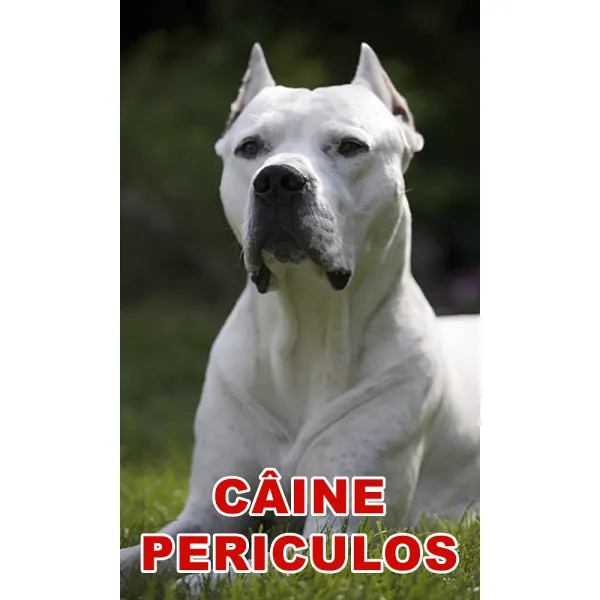 Indicator caine periculos Dog Argentinian