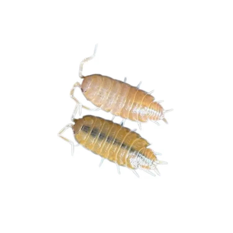 Izopode Porcellionides pruinosus 'Orange'