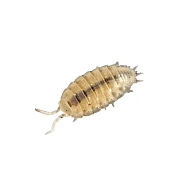 Izopode Trichorhina tomentosa 'Dwarf White'
