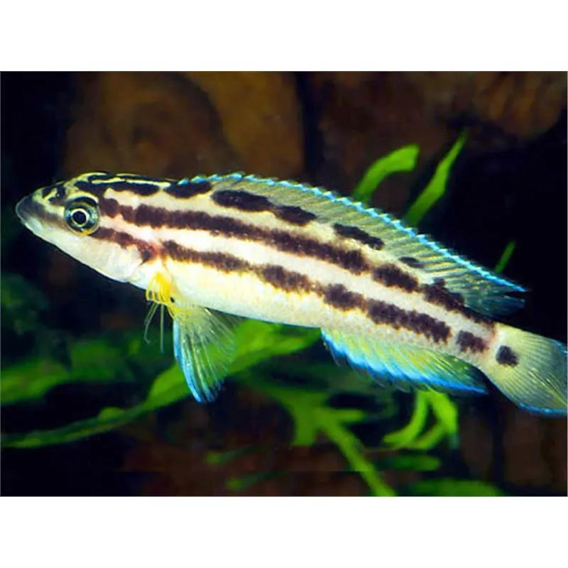 Julidochromis ornatus