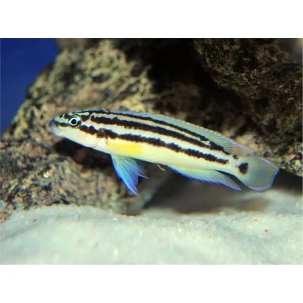 Julidochromis ornatus blue fin