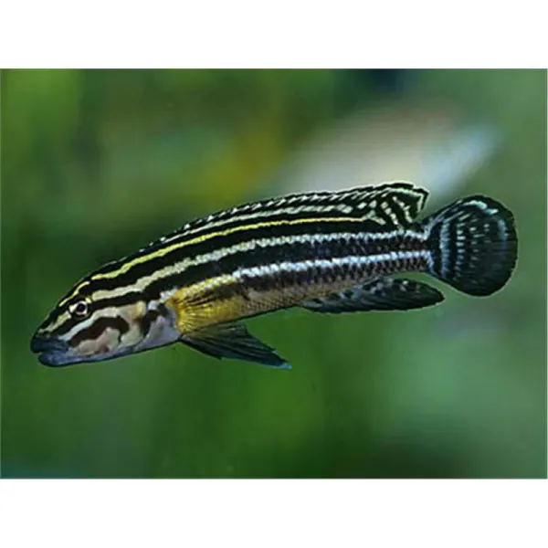 Julidochromis regani