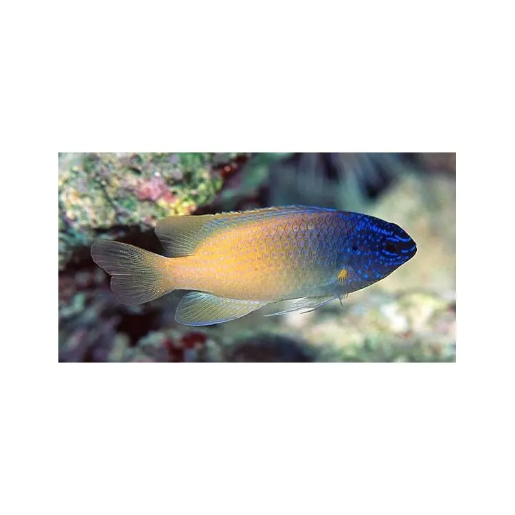 King demoiselle