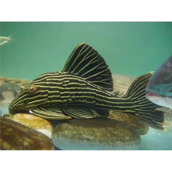 L027 Panaque nigrolineatus