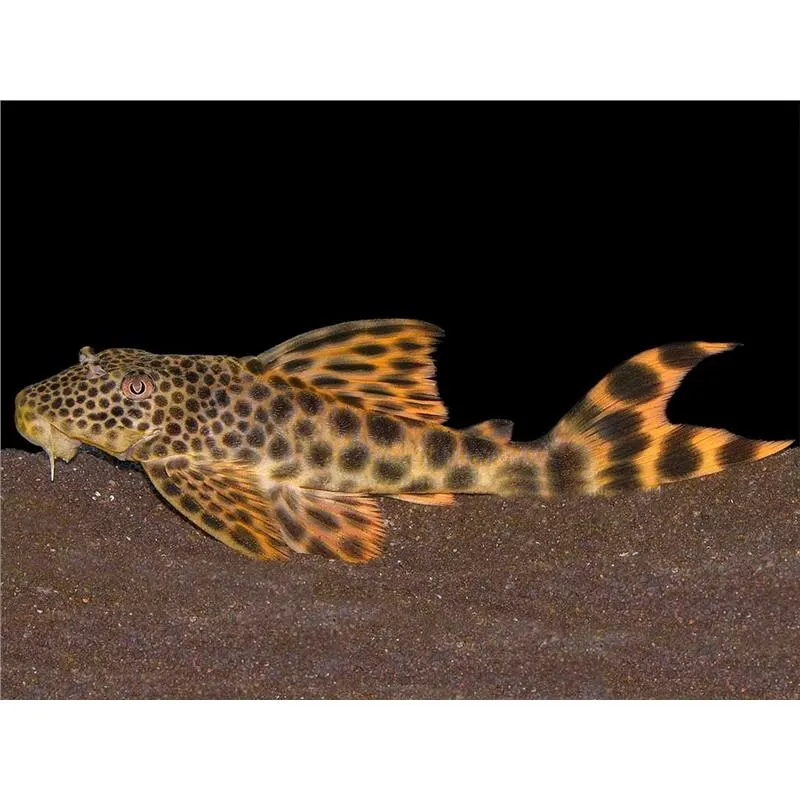 L075 Hyphostomus para-pleco