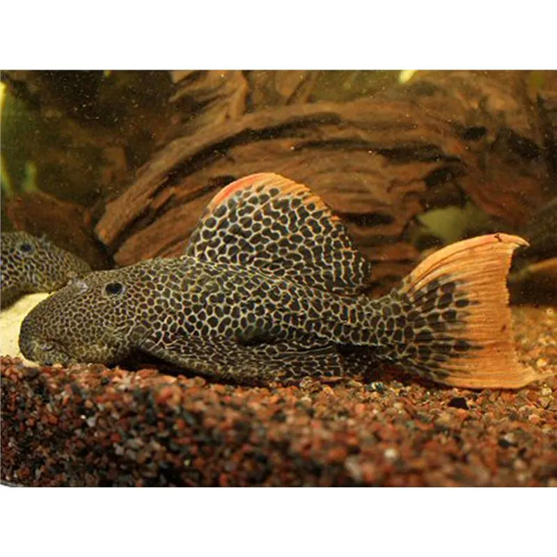 L114 Pseudoacanthicus sp.