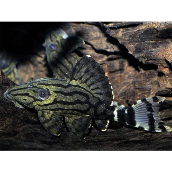 L191 Panaque cf. suttonorum