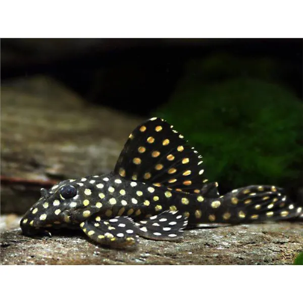 L201 Hypancistrus inspector cb