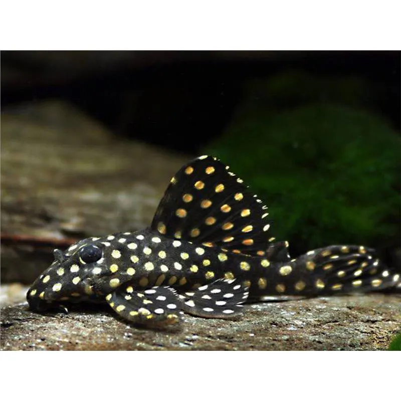 L201 Hypancistrus inspector cb