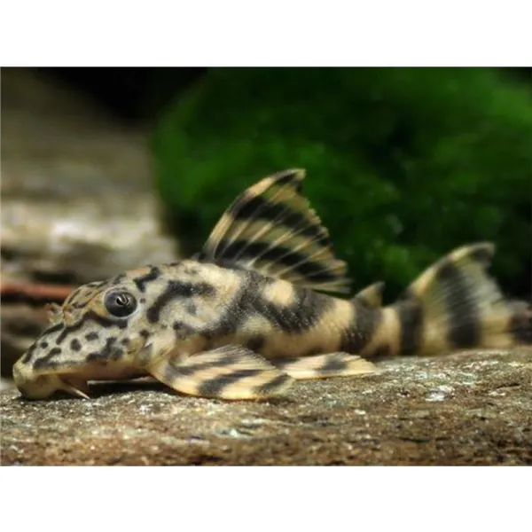 L202 Peckoltia lineola