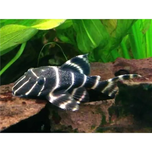 L204  Panaque sp.
