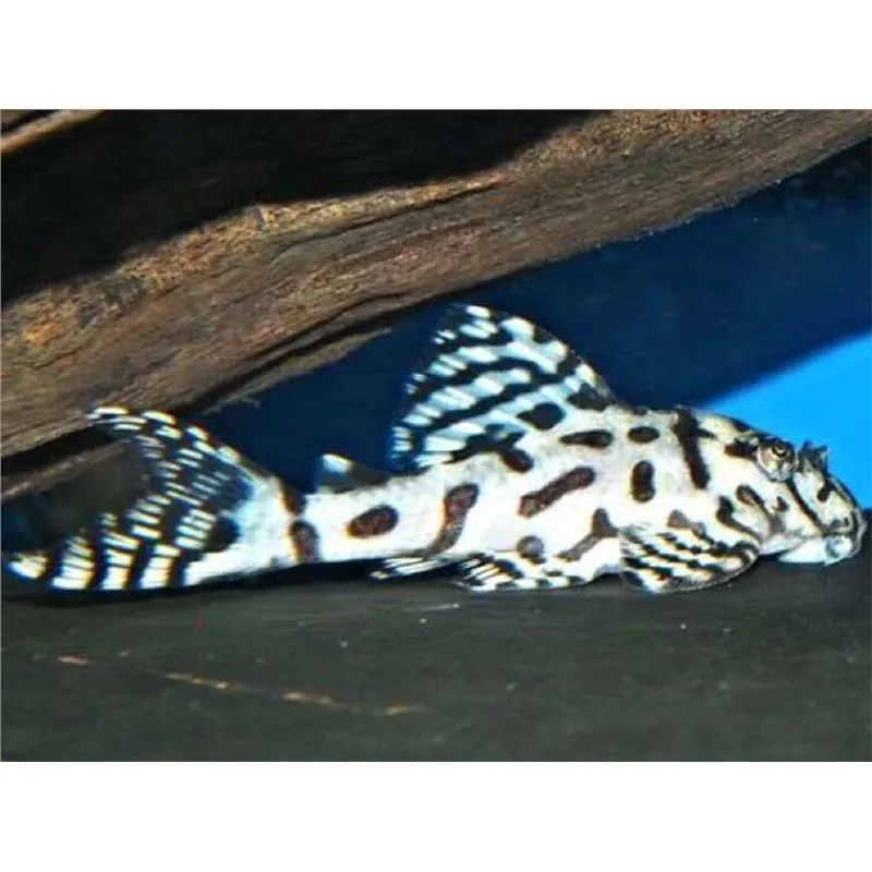L236 Hypancistrus sp.