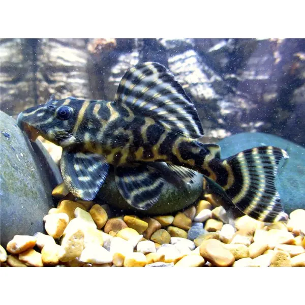L270 Hypancistrus sp.