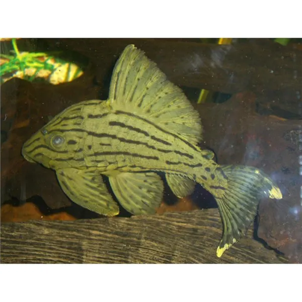 L330 Panaque nigrolineatus