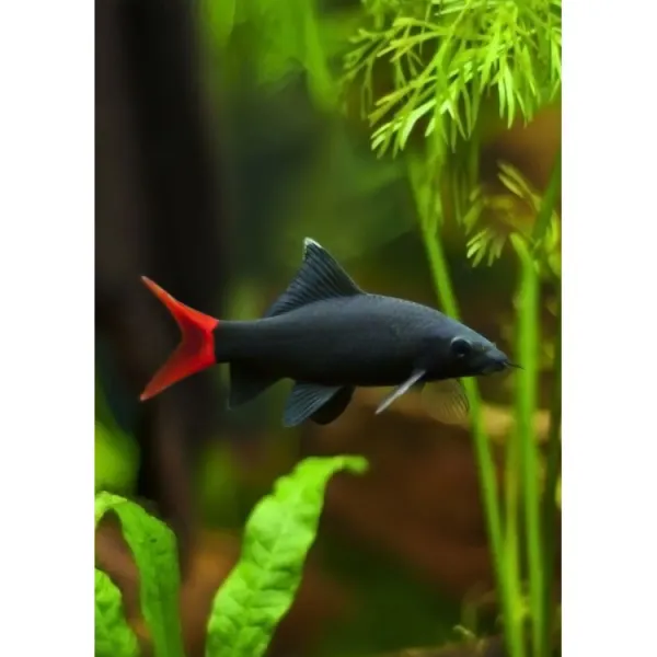 Labeo bicolor