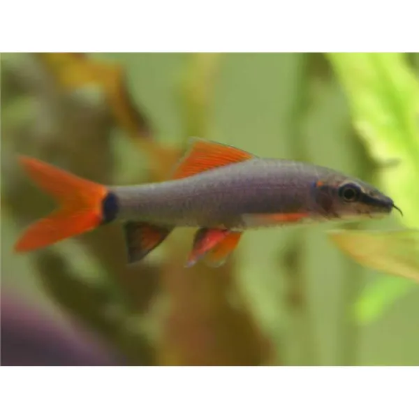 Labeo frenatus European breeding