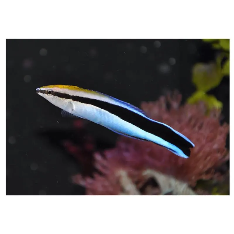 Labroides dimidiatus (pestele doctor)