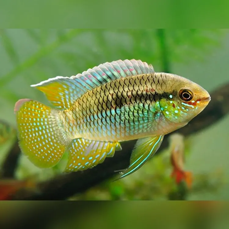 Laetacara curviceps Blunthead (Thayer's Cichlid)