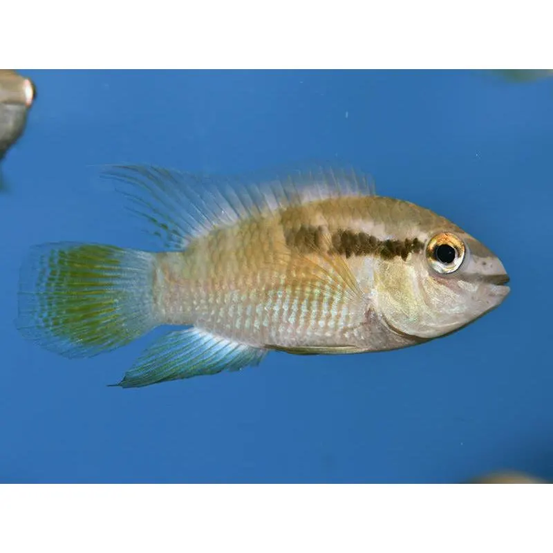 Laetacara thaeri