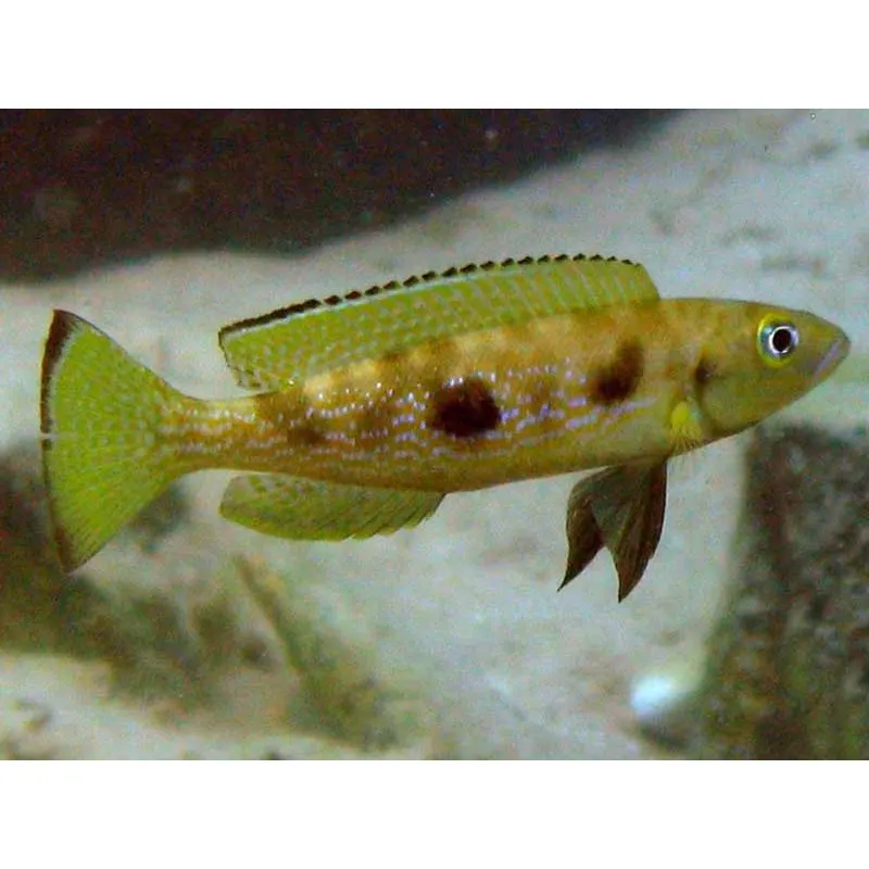 Lamprologus attenuatus