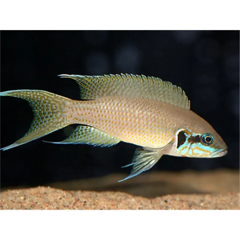 Lamprologus brichardi