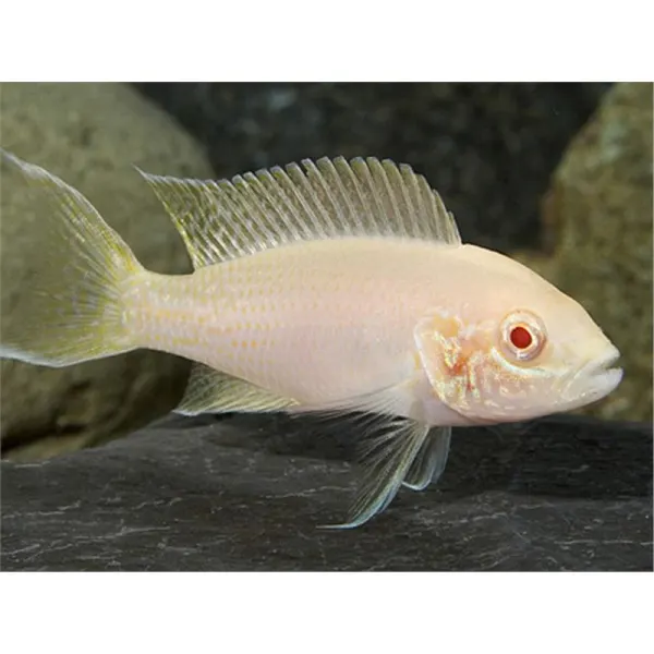 Lamprologus brichardi albin