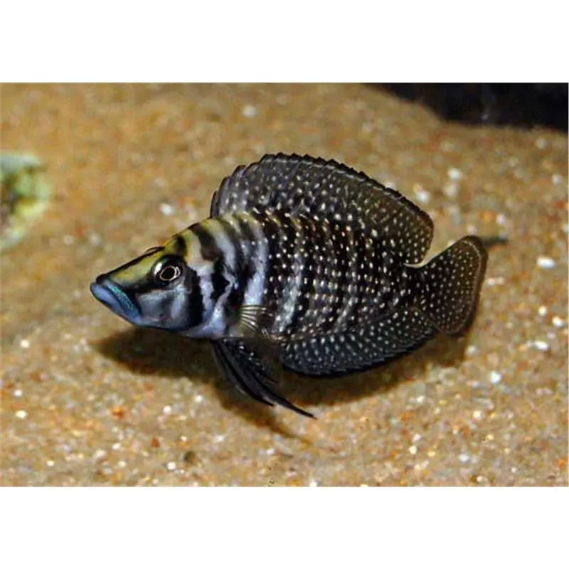 Lamprologus calvus zaire black fin