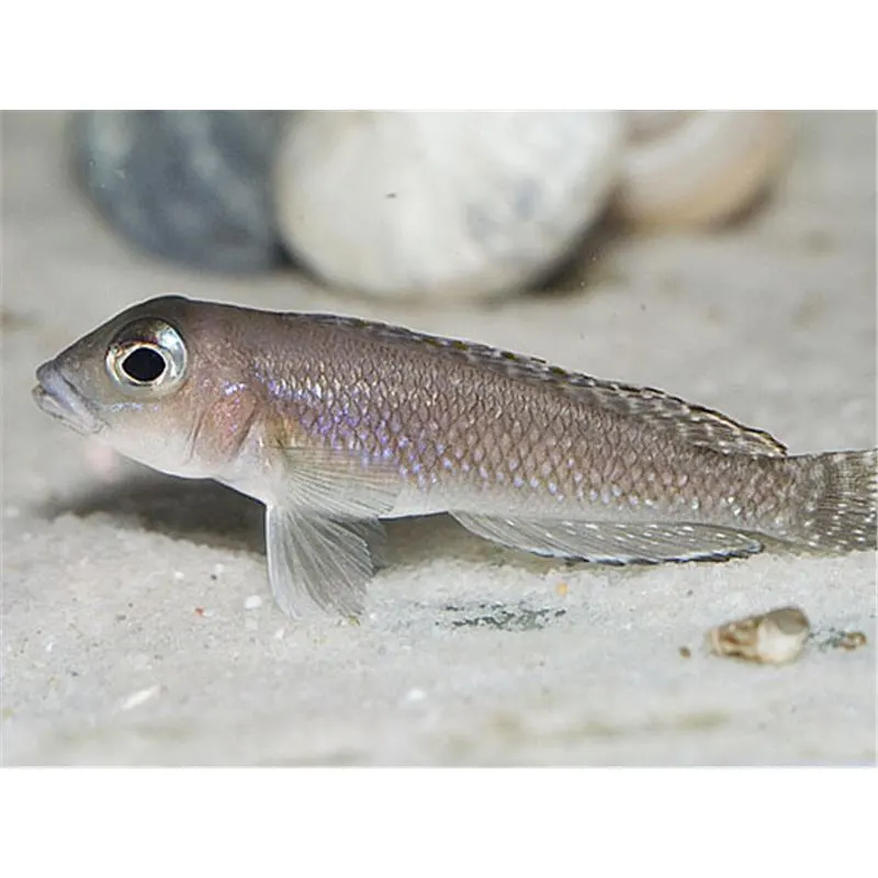 Lamprologus comp. kigoma